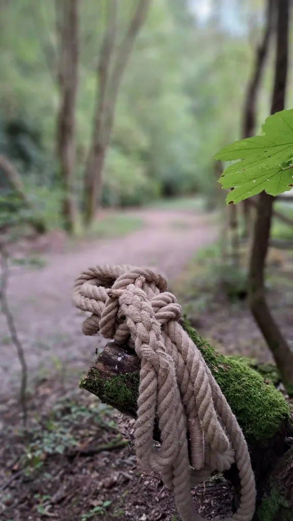 Aufgerolltes Seil auf einem Baumstamm im Wald